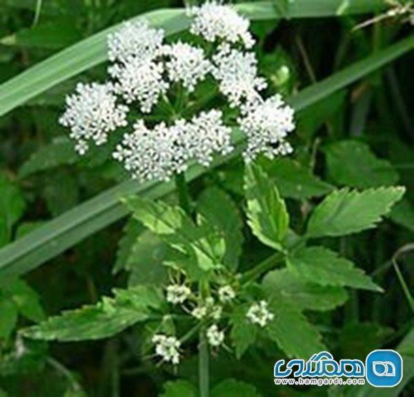 شقاقل آبی؛ موثر در ترمیم زخم دیابتی ها