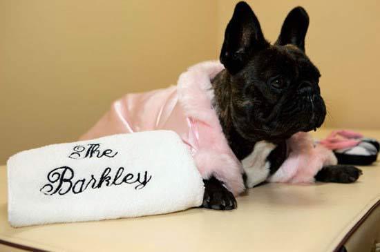 هتل شگفت انگیز سگ و گربه ها