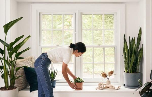 12 گیاه آپارتمانی زیبا که همه می توانند پرورش دهد