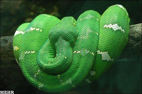 خوش خط و خال ترین مارهای دنیا