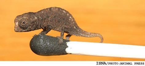 آفتاب پرست 16 میلیمتری !!!