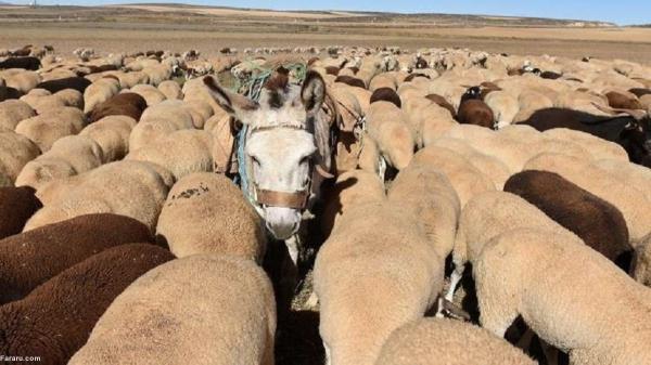 الاغ های مصر در آستانه انقراض!