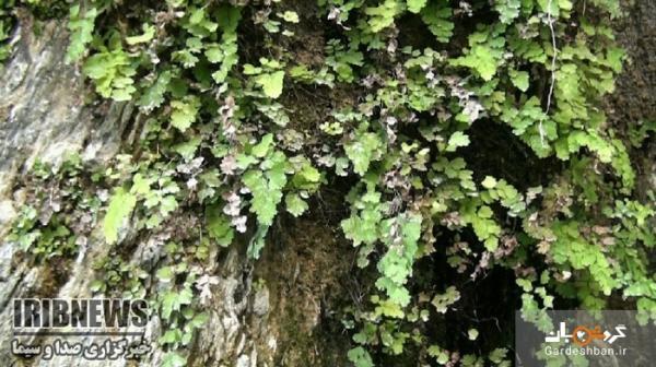 آبند آبشاری چهار فصل در شهرستان قصرقند