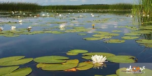 رویش نیلوفرهایسراب نیلوفر بعد از سال ها