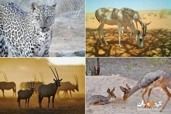 مرکز حیات وحش عربی شارجه، تصاویر