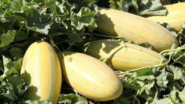 مرکز، مشتری خربزه طبس، محصولی شیرین با چاشنی تلخ ویروس