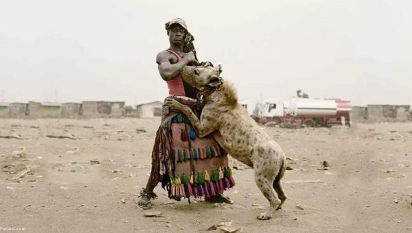 رام کردن کفتار!