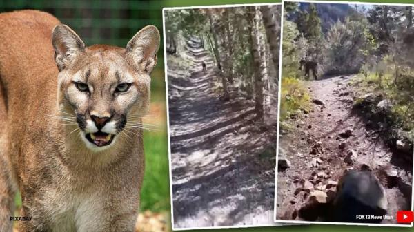 لحظه دلهره آور تعقیب کوهنورد به وسیله شیر کوهی!