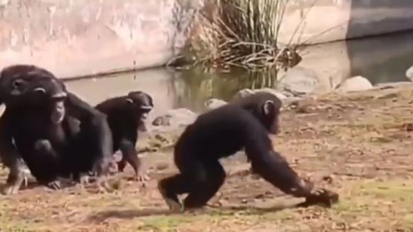 فیلمی جالب از بازی کردن شامپانزه ها با یک لاک پشت