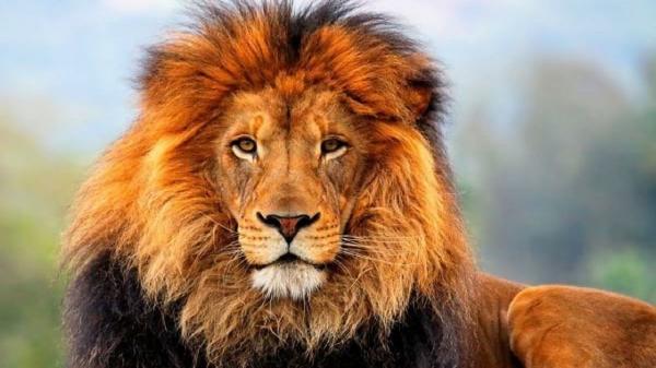 همه چیز درباره ى شیر ها