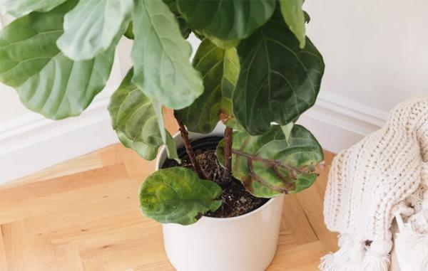 9 دلیل رایج ریزش برگ گیاهان آپارتمانی (و روش مقابله با آن ها)