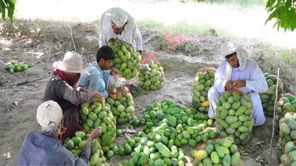 برداشت انبه در جنوب سیستان و بلوچستان شروع شد