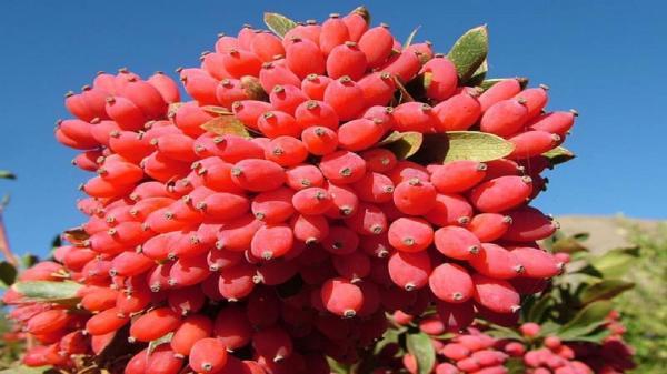 سقوط آزاد قیمت زرشک از 80 به 30 هزار تومان سقوط آزاد قیمت زرشک از 80 به 30 هزار تومان