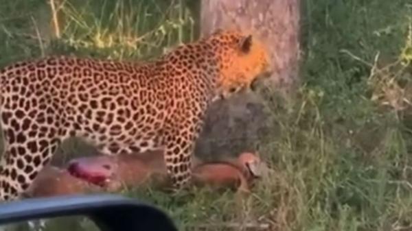 توانایی شگفت انگیز پلنگ در بالا بردن شکار خود از درخت