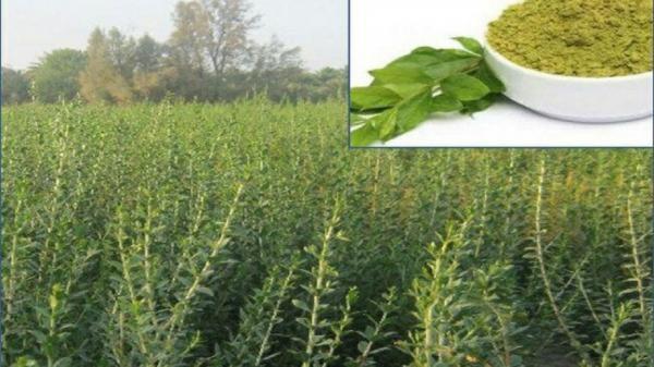 برداشت چین دوم حنا در دلگان شروع شد