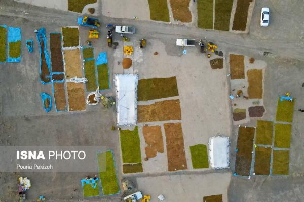 شهر جهانی انگور