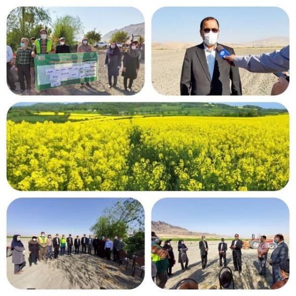 قابلیت کشت کلزا در تمام منطقه ها لرستان وجود دارد