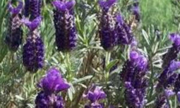 اسطوخودوس، گیاهی آرامبخش