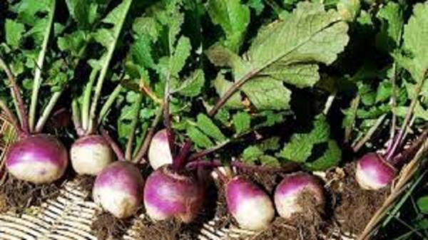 کشت 150 هکتار شلغم در شهرستان خاش سیستان وبلوچستان