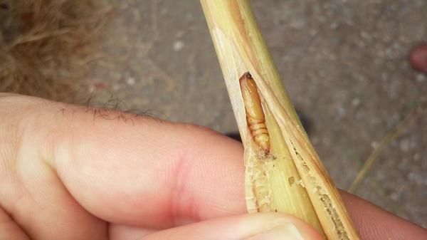 توصیه های جهاد کشاورزی گلستان برای کنترل تداخل نسلی آفات