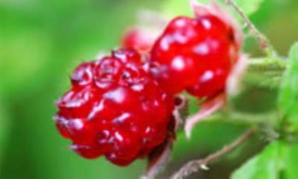 شاتوت، شاهِ توت ها