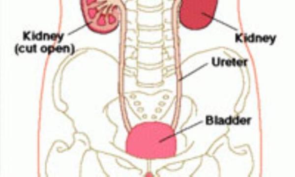 سرطان مثانه در کمین کیست؟