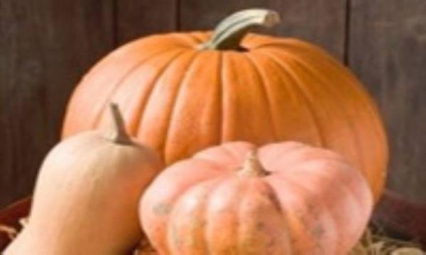 کدو بی خاصیت نیست حتی کدوی تنبل