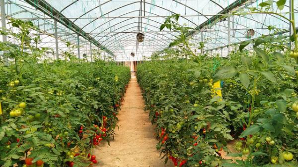 آغاز برداشت محصولات گلخانه ای در شهرستان خاش شروع برداشت محصولات گلخانه ای در شهرستان خاش