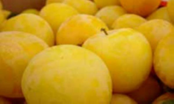 ارزش تغذیه ای انواع آلو
