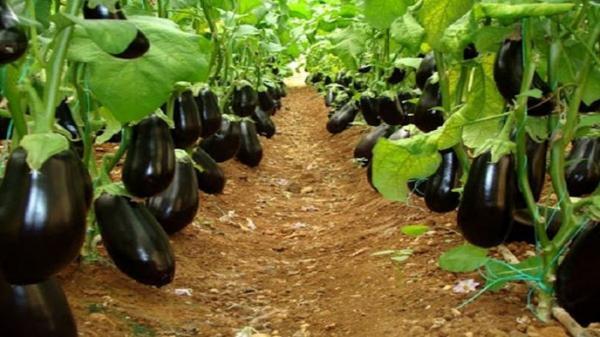کشت 10 رقم بادمجان برای اولین بار در خاش