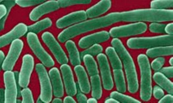 بیماری حصبه (تب روده ای )