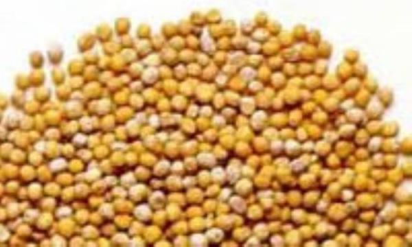 با خـردل آشنا شویم...