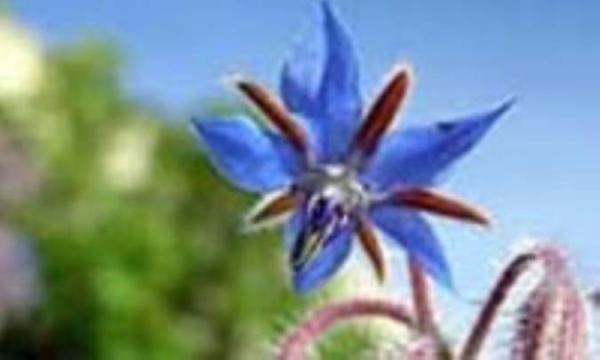 از زیره و رازیانه تا چای و گل گاوزبان