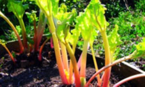 ریواس سوغات کوهستان ریواس سوغات کوهستان