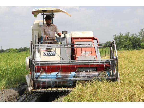 205 هزار هکتار از شالیزارهای مازندران مکانیزه برداشت شد