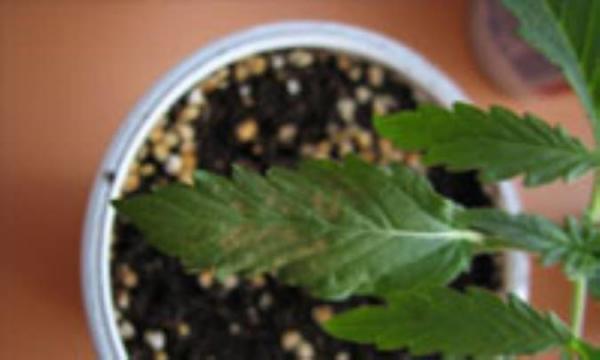 اثرات زیست محیطی سموم دفع آفات و حشره کش ها