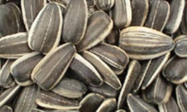 تخمه های جدیدالورود