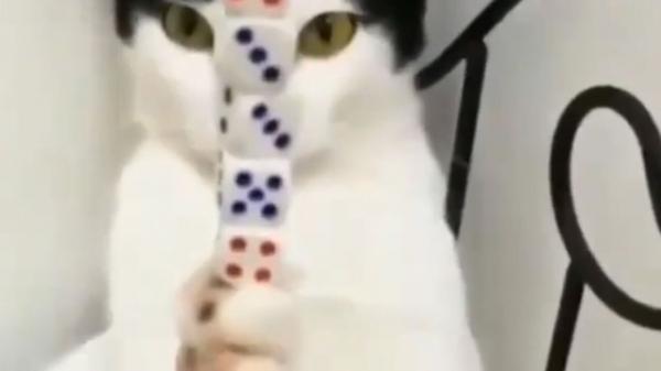توانایی باورنکردنی یک گربه در نگهداشتن چند تاس بر روی هم