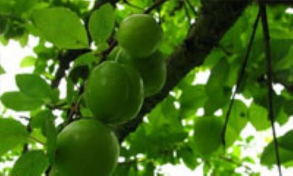 چربی خونتان بالاست؟ گوجه سبز بخورید!