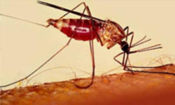 مالاریا؛ نشانه ها و درمان