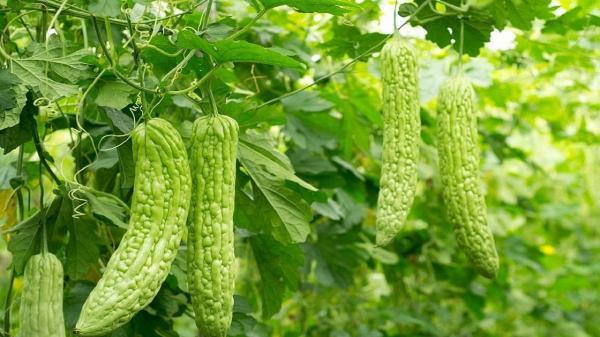 پرورش انسولین گیاهی در مازندران پرورش انسولین گیاهی در مازندران