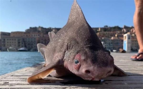 کوسه ای با سر خوک!