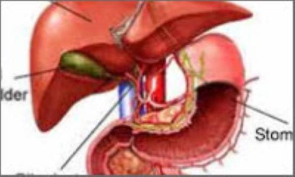 کبد چرب از دیدگاه طب سنتی (1)