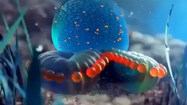 با زیباترین موجودات دریایی زیر آب آشنا شوید