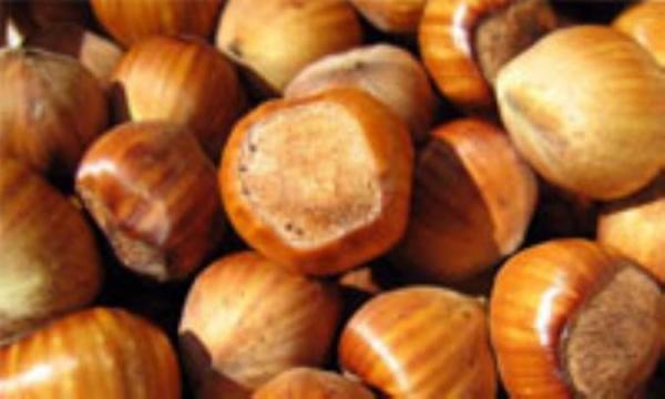 فندق گیاه سلامت بخش فندق گیاه سلامت بخش