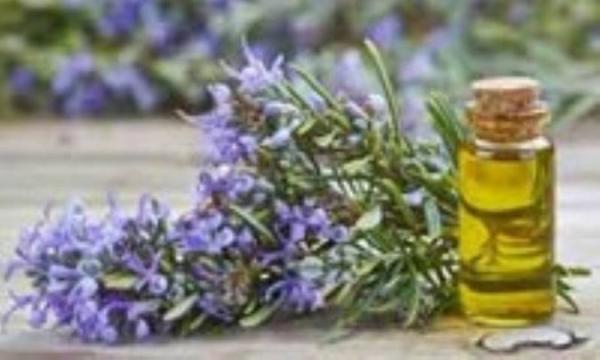 روغن رزماری برای مو روغن رزماری برای مو