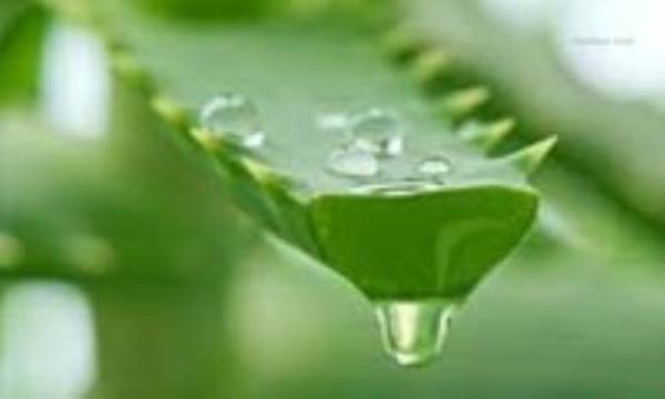 آب آلوئه ورا برای یبوست