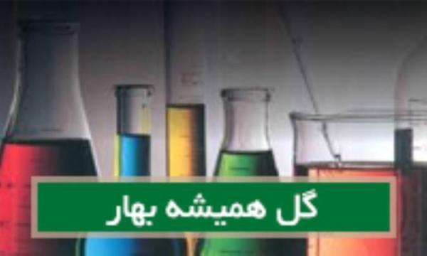 گل همیشه بهارCalendula off گل همواره بهارCalendula off