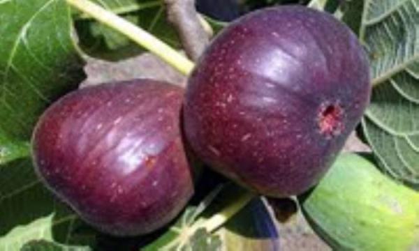 فوائد میوه انجیر