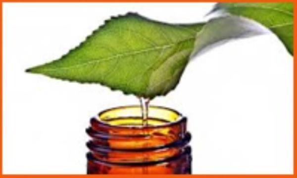 جایگزینهای روغن گیاهی در آشپزی